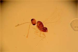 debilipennis Htype 20.jpg