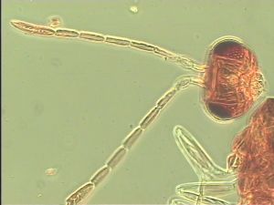 debilipennis Htype 3.jpg