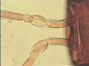 debilipennis Htype 4.jpg