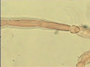 debilipennis Htype 5.jpg