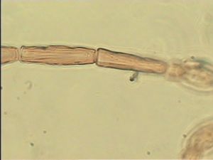 debilipennis Htype 6.jpg