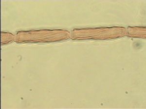 debilipennis Htype 7.jpg