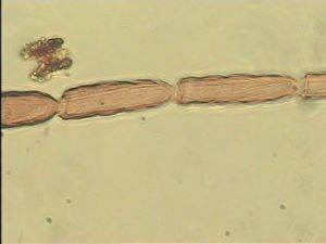 debilipennis Htype 8.jpg