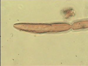 debilipennis Htype 9.jpg