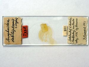 debilipennis Htype s.JPG