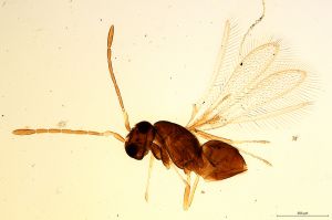 superaddita Htype 0-0.jpg