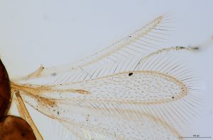 superaddita Htype 0-1-1.jpg