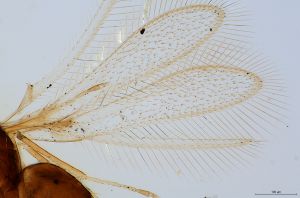 superaddita Htype 0-1-2.jpg