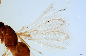 superaddita Htype 0-1.jpg