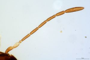 superaddita Htype 0-3.jpg