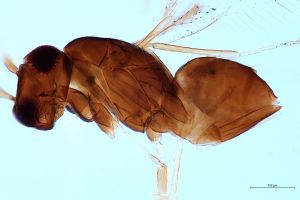 superaddita Htype 0-4.jpg