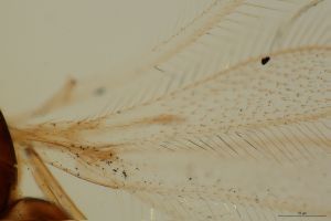 superaddita Htype 0-7.png