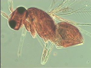 superaddita Htype 12.jpg