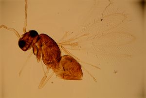 superaddita Htype 15.jpg