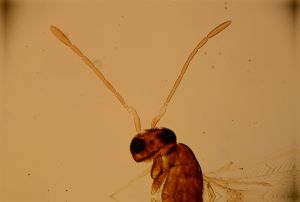 superaddita Htype 16.jpg