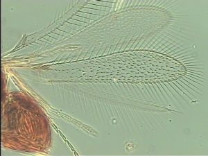 superaddita Htype 2.jpg