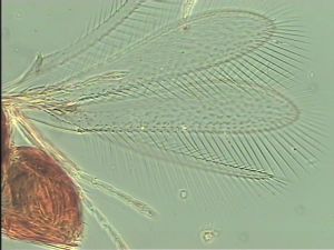 superaddita Htype 3.jpg