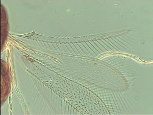 superaddita Htype 4.jpg