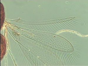 superaddita Htype 5.jpg