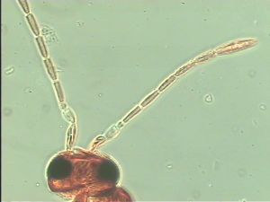 superaddita Htype 6.jpg