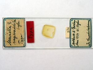 superaddita Htype s.JPG