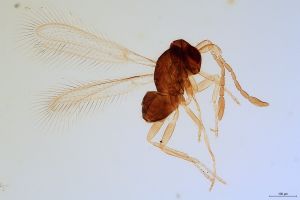 apilosa  Soyka Htype  0.jpg