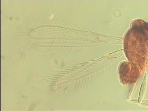 apilosa Htype  1.jpg