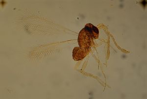 apilosa Htype  8.jpg