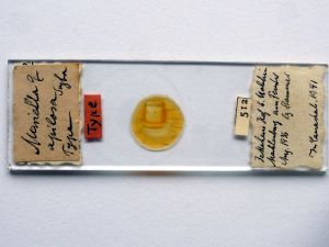 apilosa Htype  s.JPG