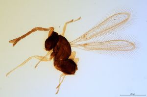 compressa  Soyka Htype 0.jpg