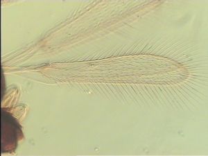 compressa Htype 1.jpg