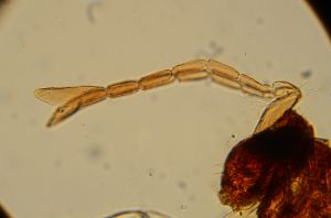 compressa Htype 14.jpg