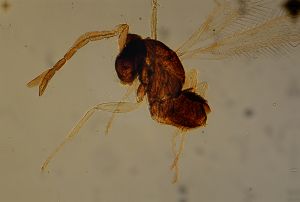 compressa Htype 15.jpg