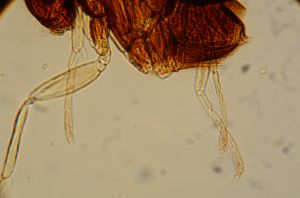 compressa Htype 17.jpg