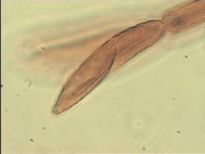 compressa Htype 9.jpg