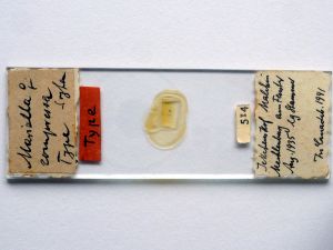 compressa Htype s.JPG