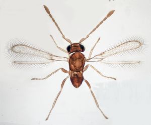 diana Lectotype 0-1.png