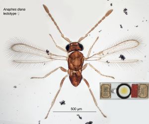 diana Lectotype 0.jpg