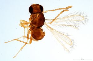 globosa  Soyka Htype 0.jpg