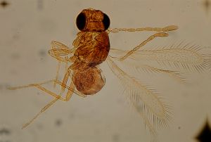 globosa Htype 11.jpg