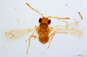 heterotomus  Mathot Htype 0.jpg