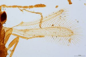 heterotomus Htype 0-1.jpg