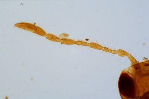 heterotomus Htype 0-2.jpg