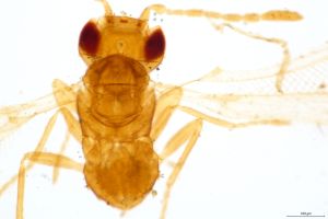 heterotomus Htype 0-3.jpg