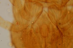 heterotomus Htype 0-5.jpg