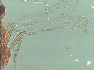 heterotomus Htype 1.jpg