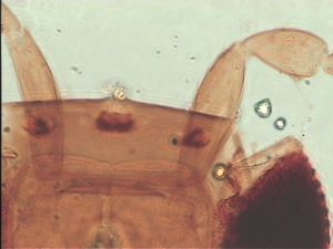 heterotomus Htype 10.jpg