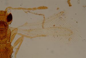 heterotomus Htype 15.jpg