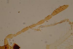 heterotomus Htype 16.jpg