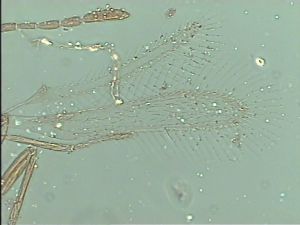 heterotomus Htype 2.jpg